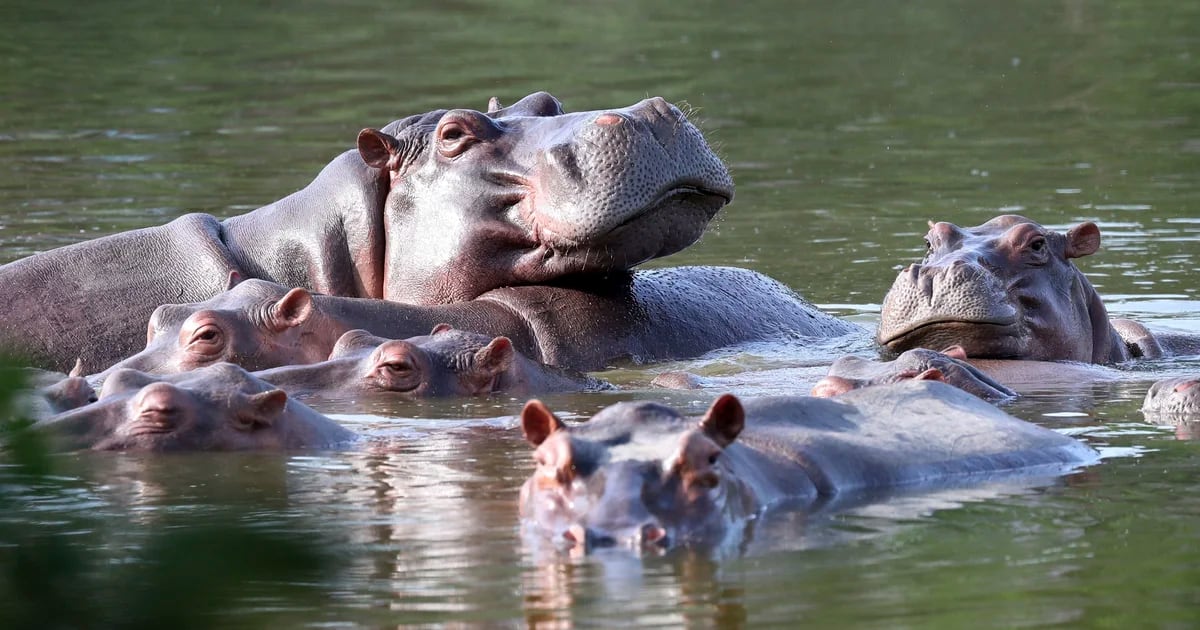Amazing discovery: Hippos can ‘fly’ when running at high speed