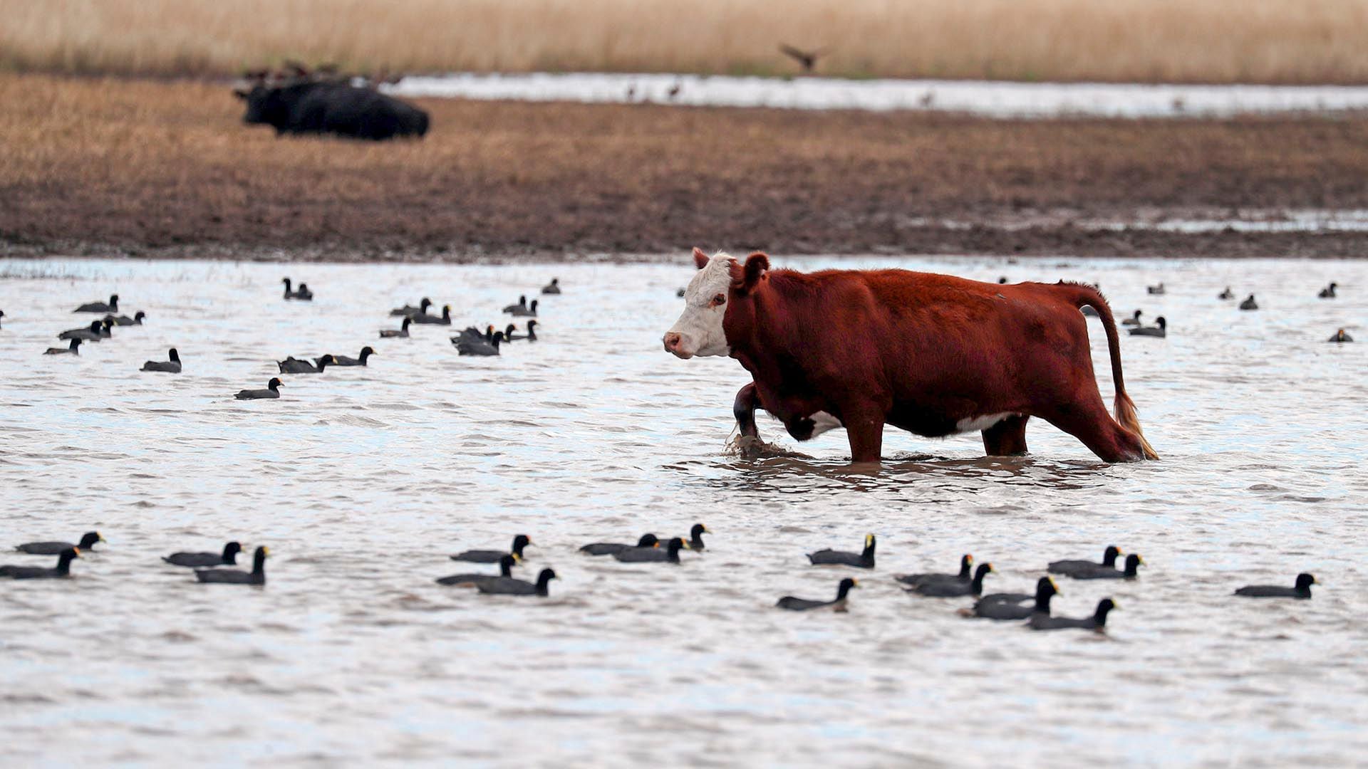 #DEF -Home-Livestock Farming-Climate Change