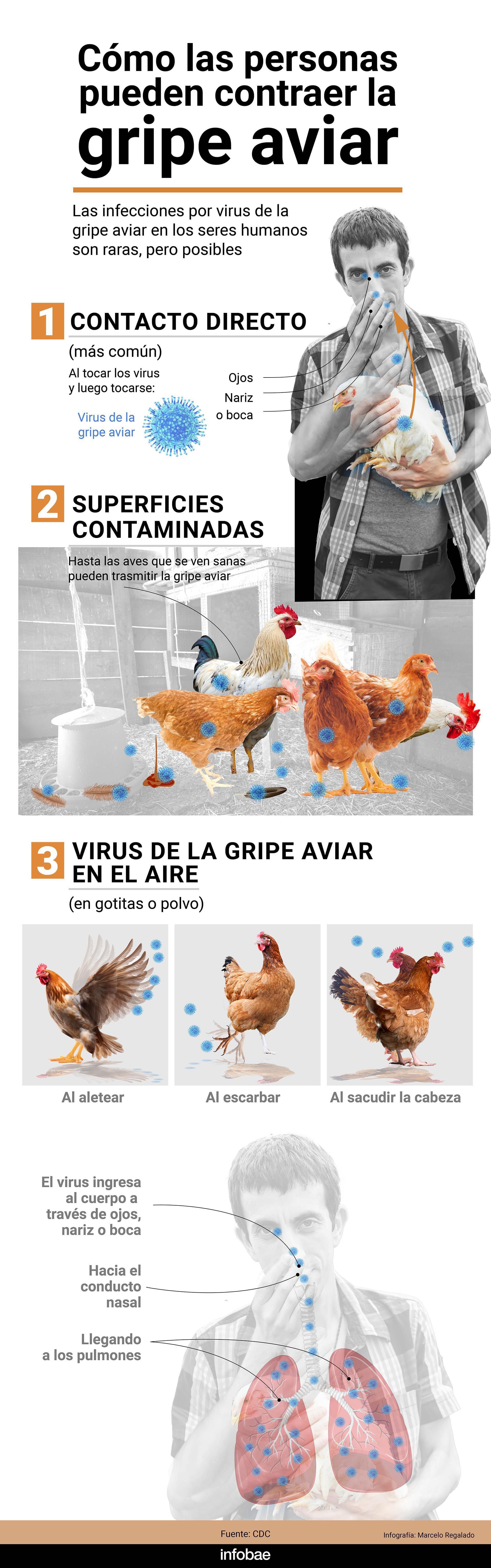 Los síntomas de la gripe aviar en las personas pueden ir desde una infección leve de las vías respiratorias superiores (fiebre y tos) hasta neumonía grave, síndrome de dificultad respiratoria aguda, shock e incluso la muerte/
