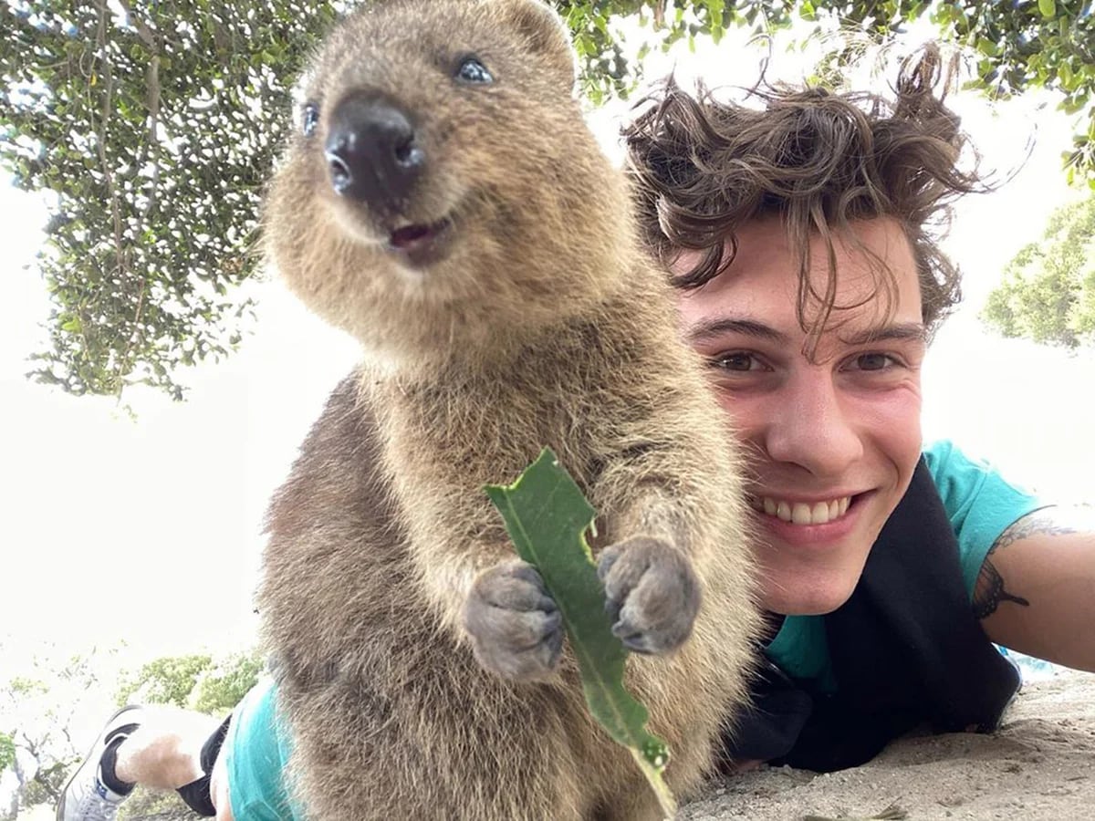 Todo sobre el quokka, el animal más feliz del mundo - Infobae