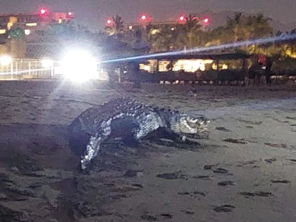 Reubicaron a un cocodrilo de tres metros que se paseaba en playa Nuevo  Nayarit - Infobae