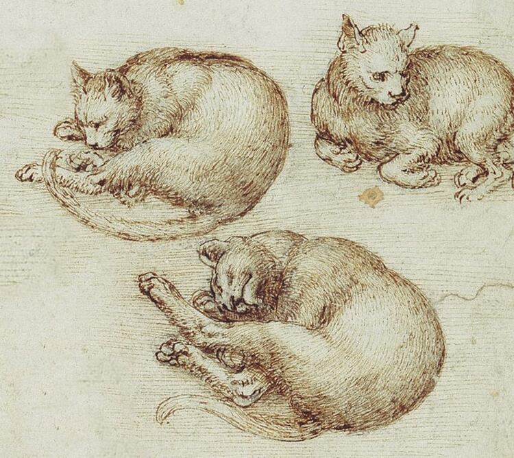 “El más pequeño de los felinos es una obra de arte”, escribió Leonardo da Vinci. Sus bosquejos (s.XVI)