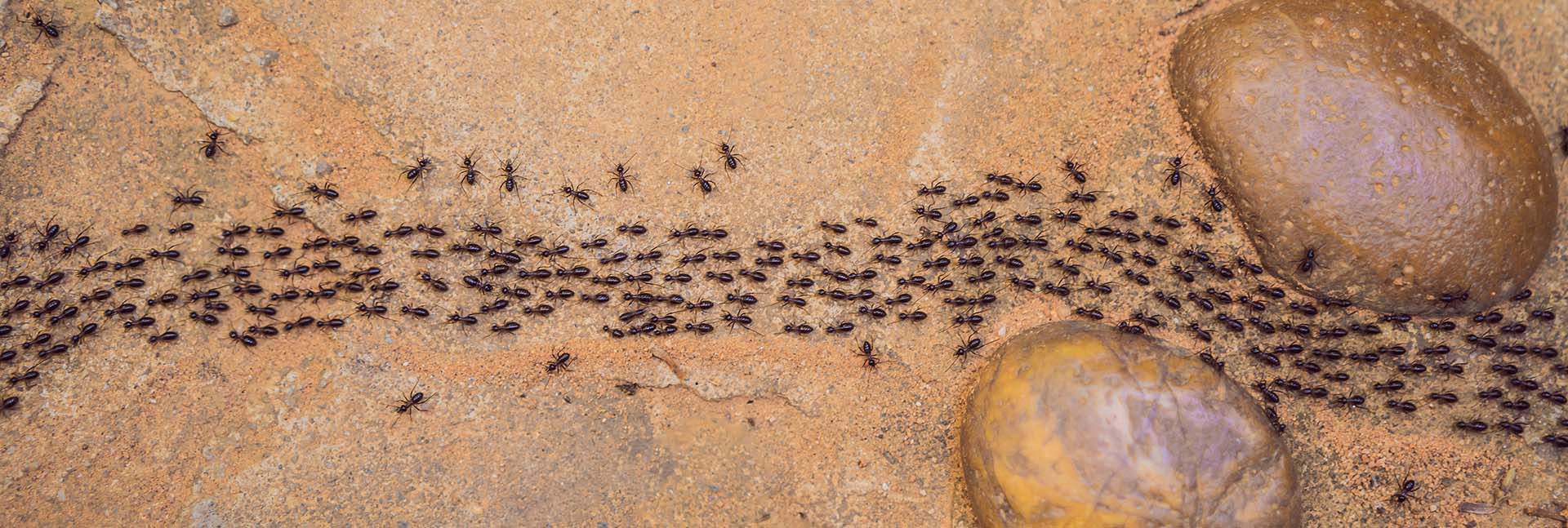 Los artrópodos han sido descritos como ‘las pequeñas cosas que gobiernan el mundo’ debido a su papel central en múltiples procesos ecológicos (Instituto Weizmann)