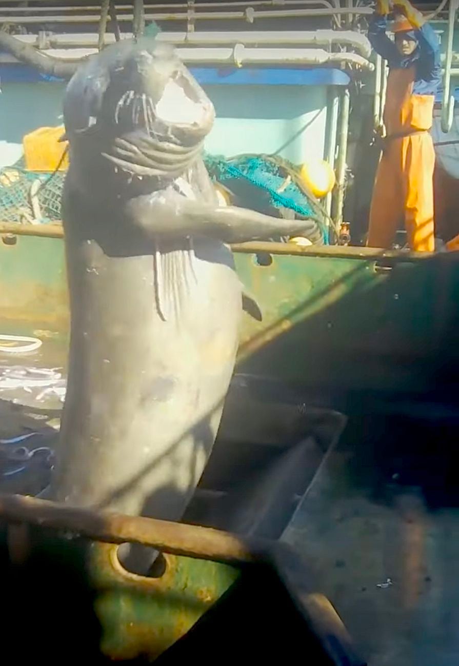 Elefante marino capturado por el barco chino Lu Qing Yuan Yu 206. Aunque buscan calamar o pota, los pesqueros chinos capturan especies vulnerables. (Milko Schvartzman).