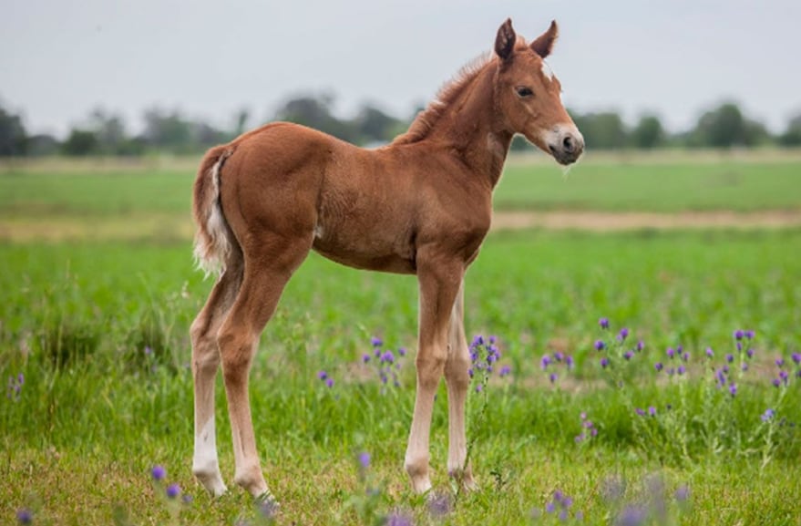 Silvina Luna, el primer clon de caballo de polo nacido en Argentina