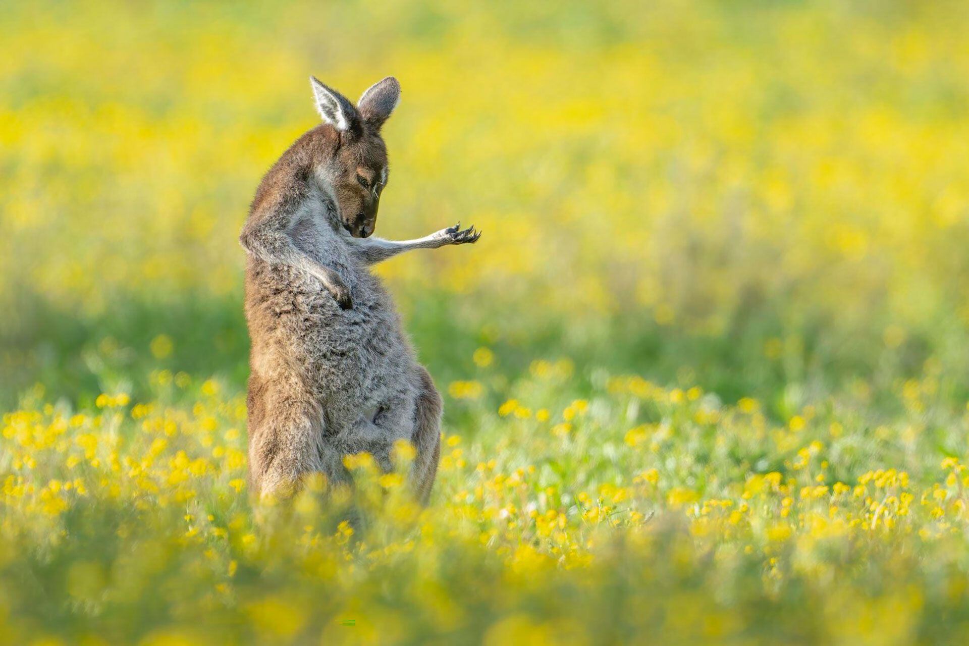 Un canguro que sueña con ser músico y toca su "air-guitar".
(Jason Moore/Comedy Wildlife) 2023