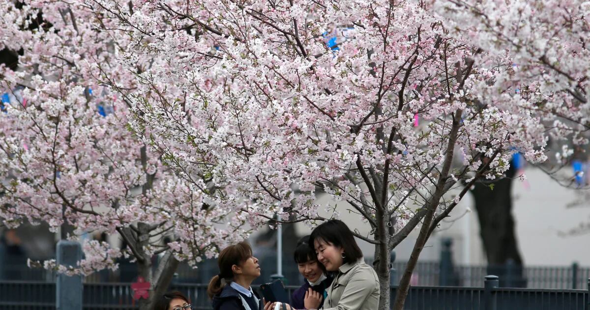 桜という自然の光景、日本で毎年数十億ドルを生み出すビジネス