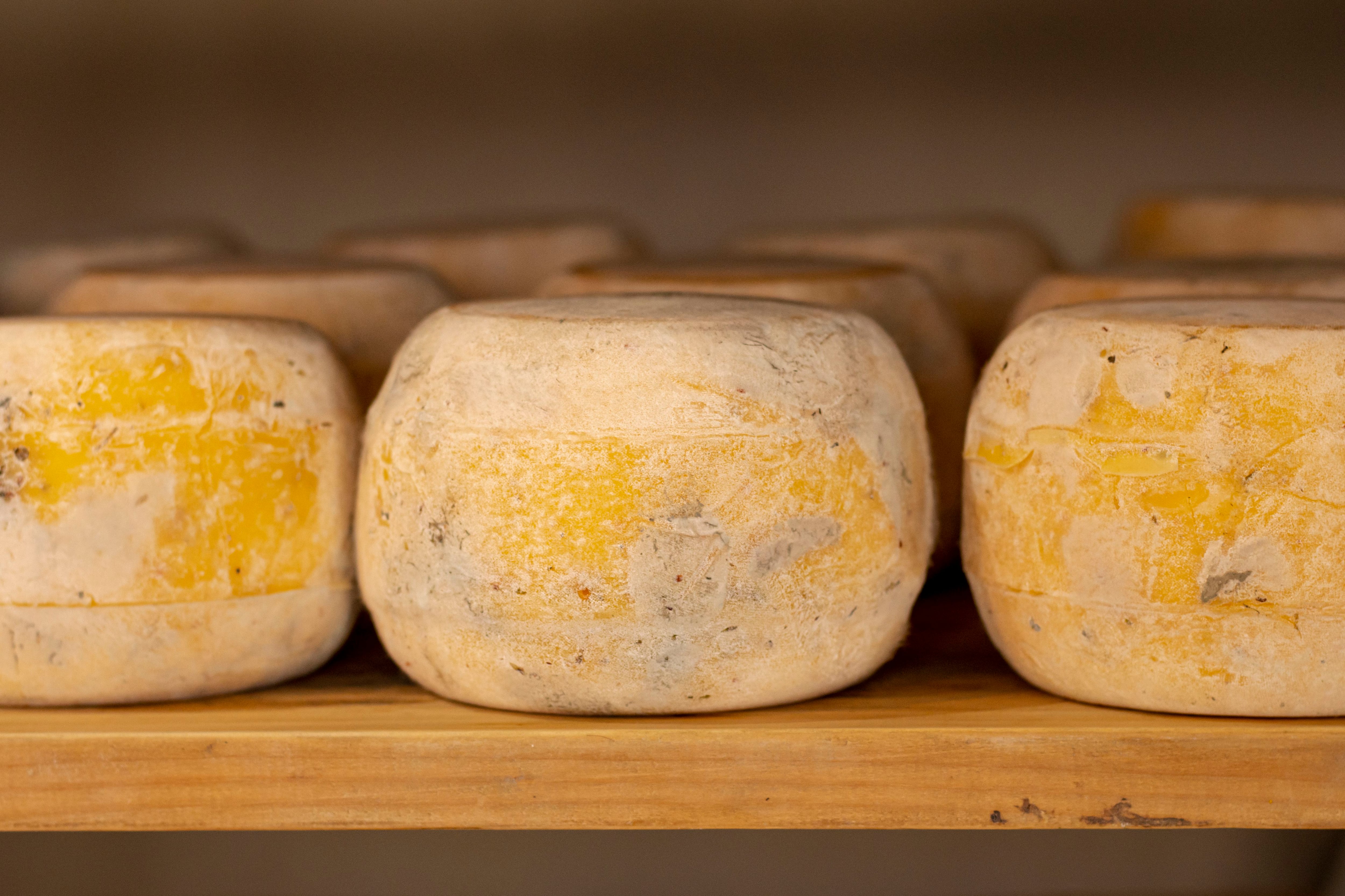 Casu marzu es conocido como el queso más peligroso por su inusual elaboración y la presencia de larvas vivas (Freepik)