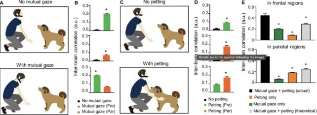 La mirada mutua y las caricias facilitan el acoplamiento de la actividad intercerebral en las regiones frontal y parietal, respectivamente (Advanced Science, 2024)