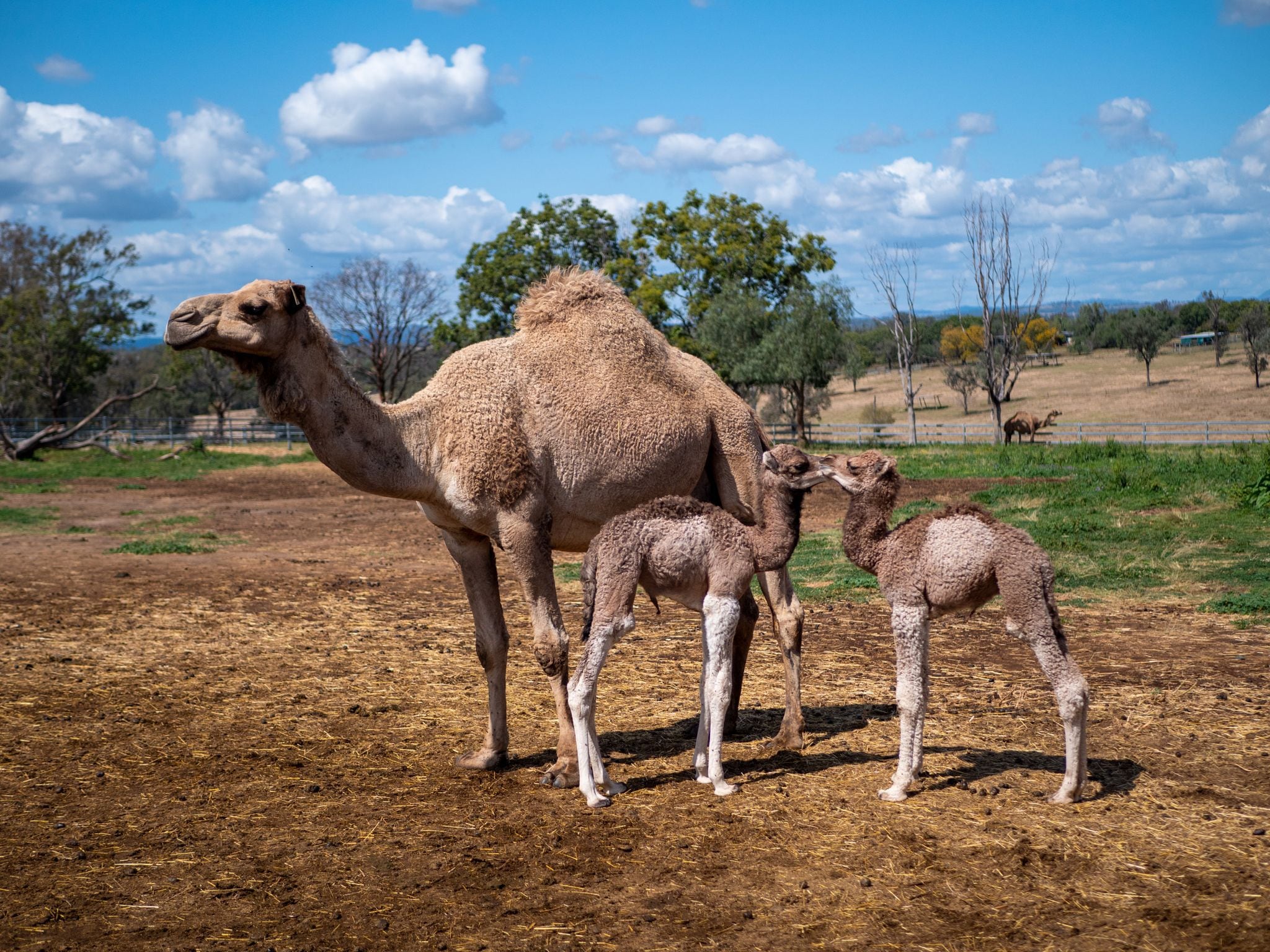 Australia y los camellos de recurso para la colonizaci n a plaga