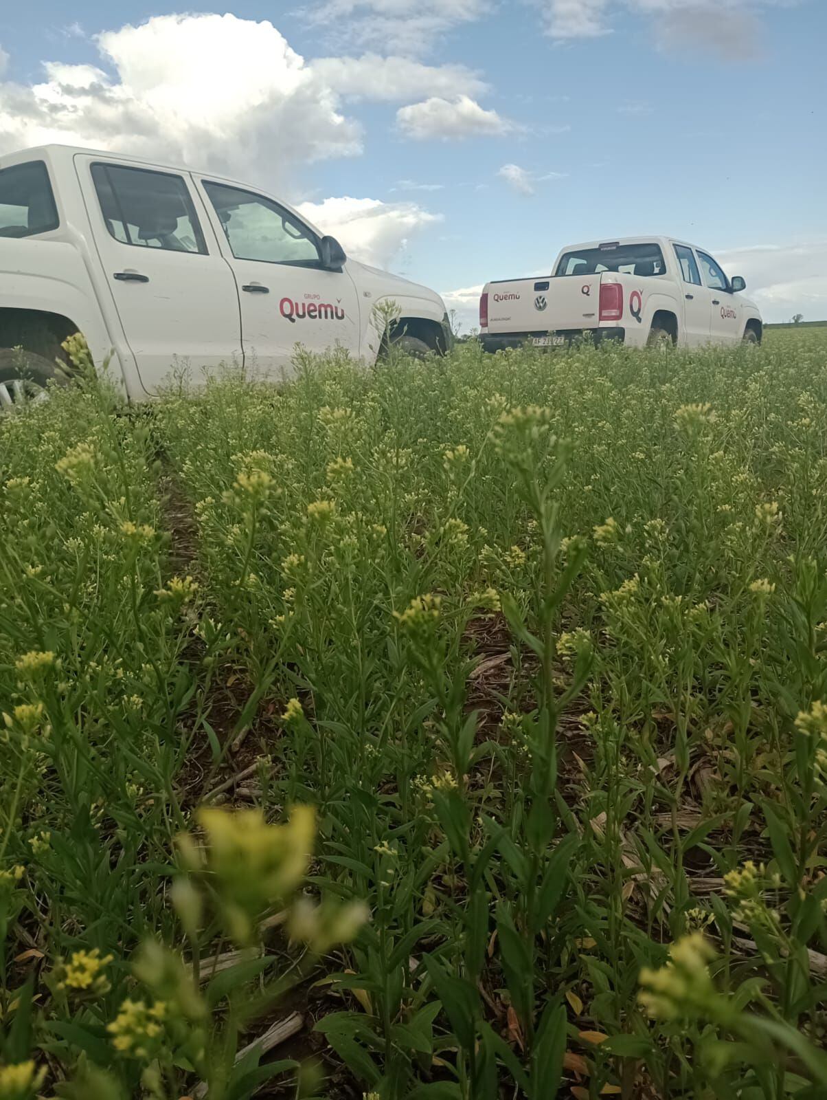 Nafta de aviación Camelina Quemú