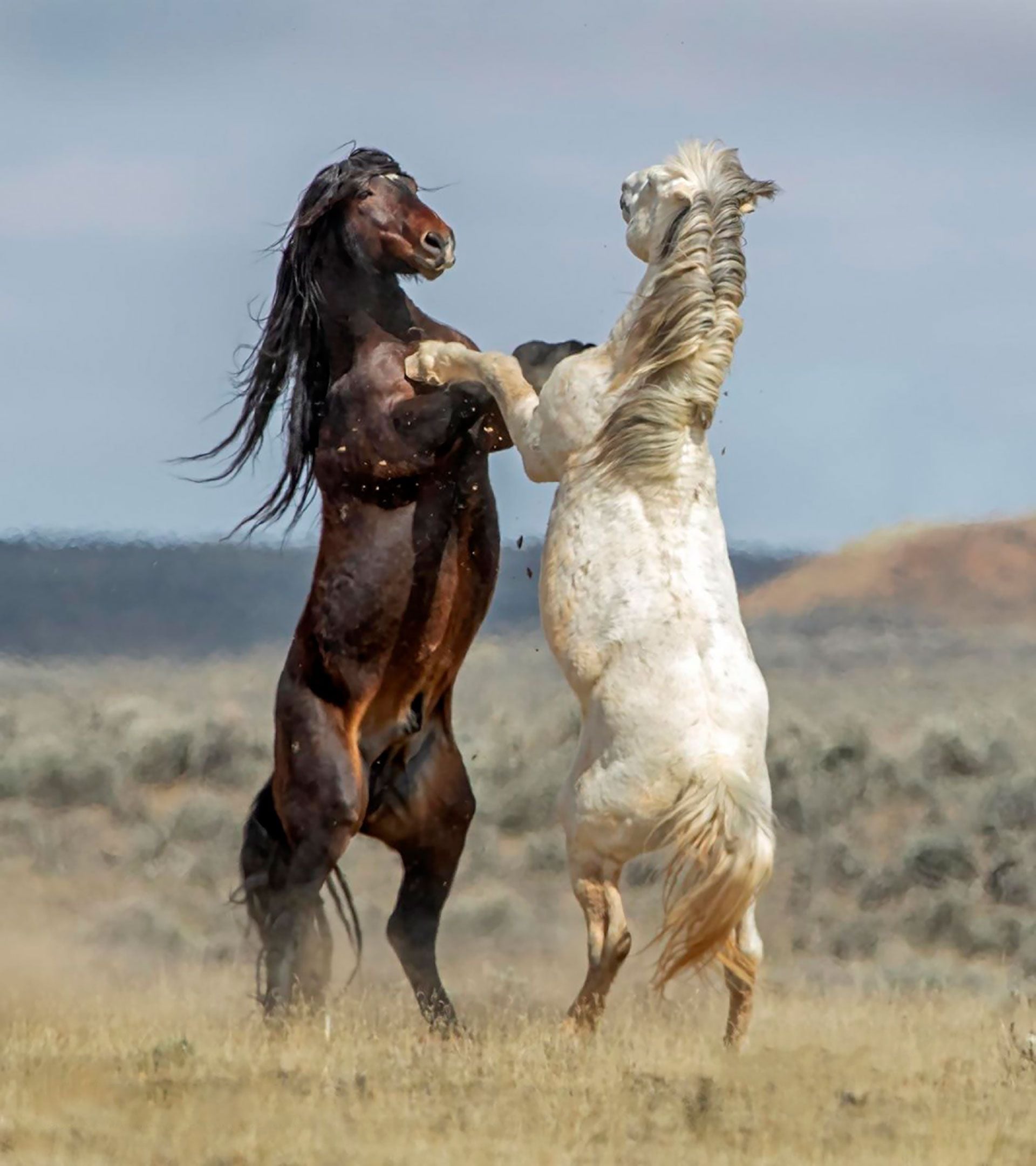 Dos caballos parecen bailar un tango. 
(Danny Sullivan/Comedy Wildlife) 2023