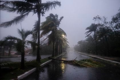 Una palmera caída dejada por el huracán Delta en Cancún, Cancún, México, miércoles 7 de octubre de 2020. El huracán Delta azotó la península mexicana de Yucatán el miércoles como una tormenta de categoría 2, rugiendo en tierra entre Cancún y los balnearios de Playa del Carmen y Cozumel.  (Foto AP / Víctor Ruiz García)