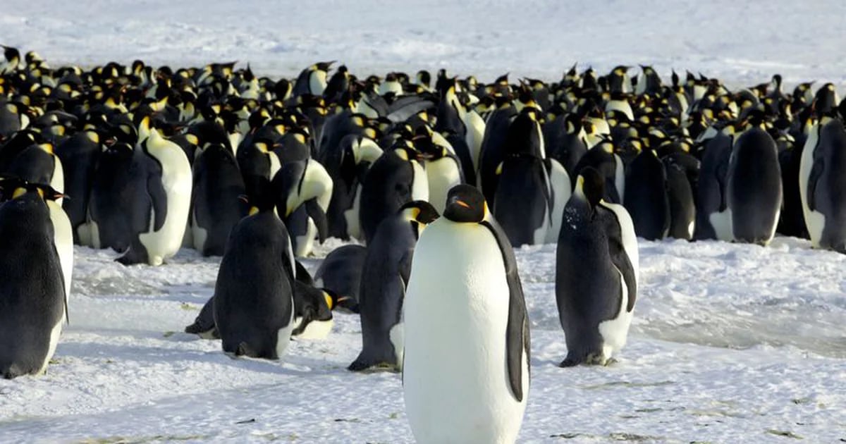 Bird flu has arrived in Antarctica: They warn species like penguins are in grave danger