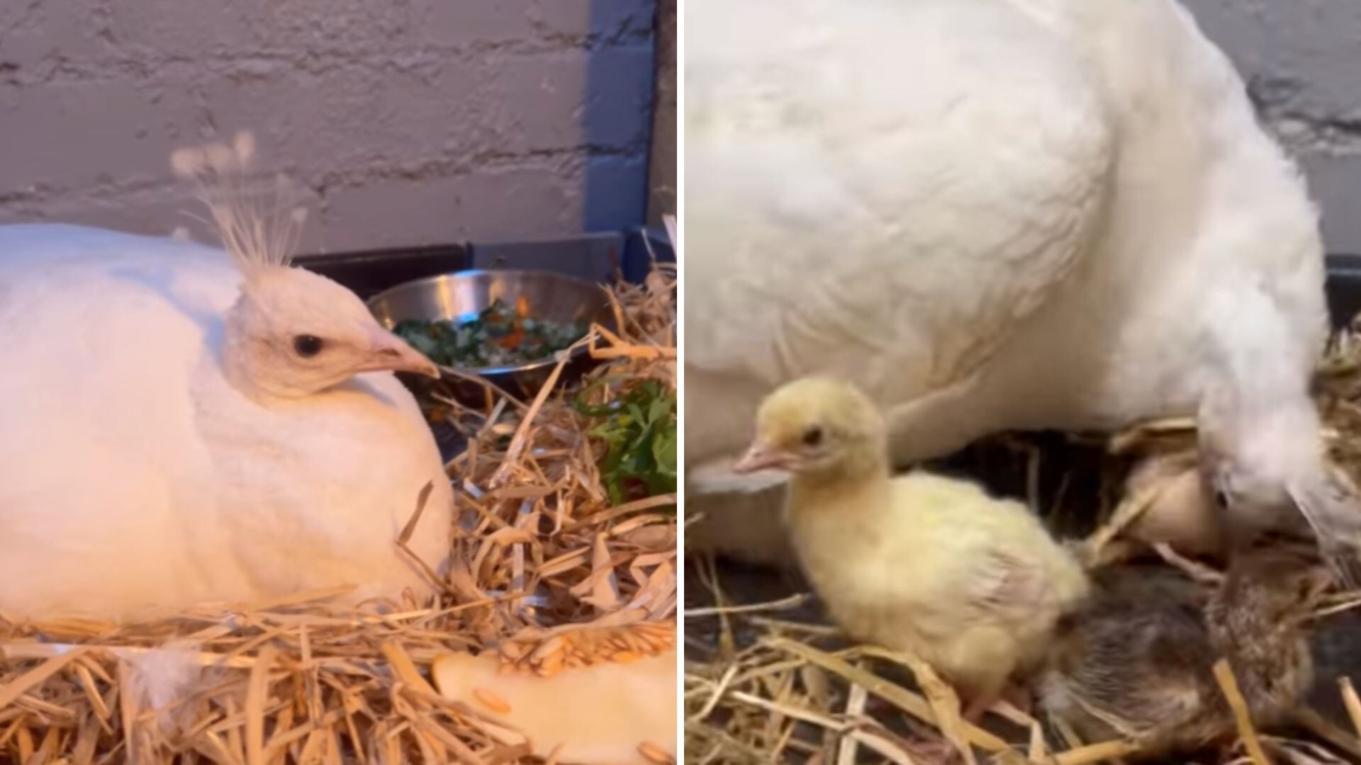 Angel con los polluelkos que tuvo con Louis, las cuatro criaturas gozan de gran salud