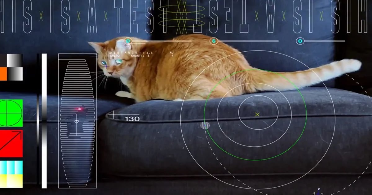 NASA's video of the cat that broke the record for remote transmission in space