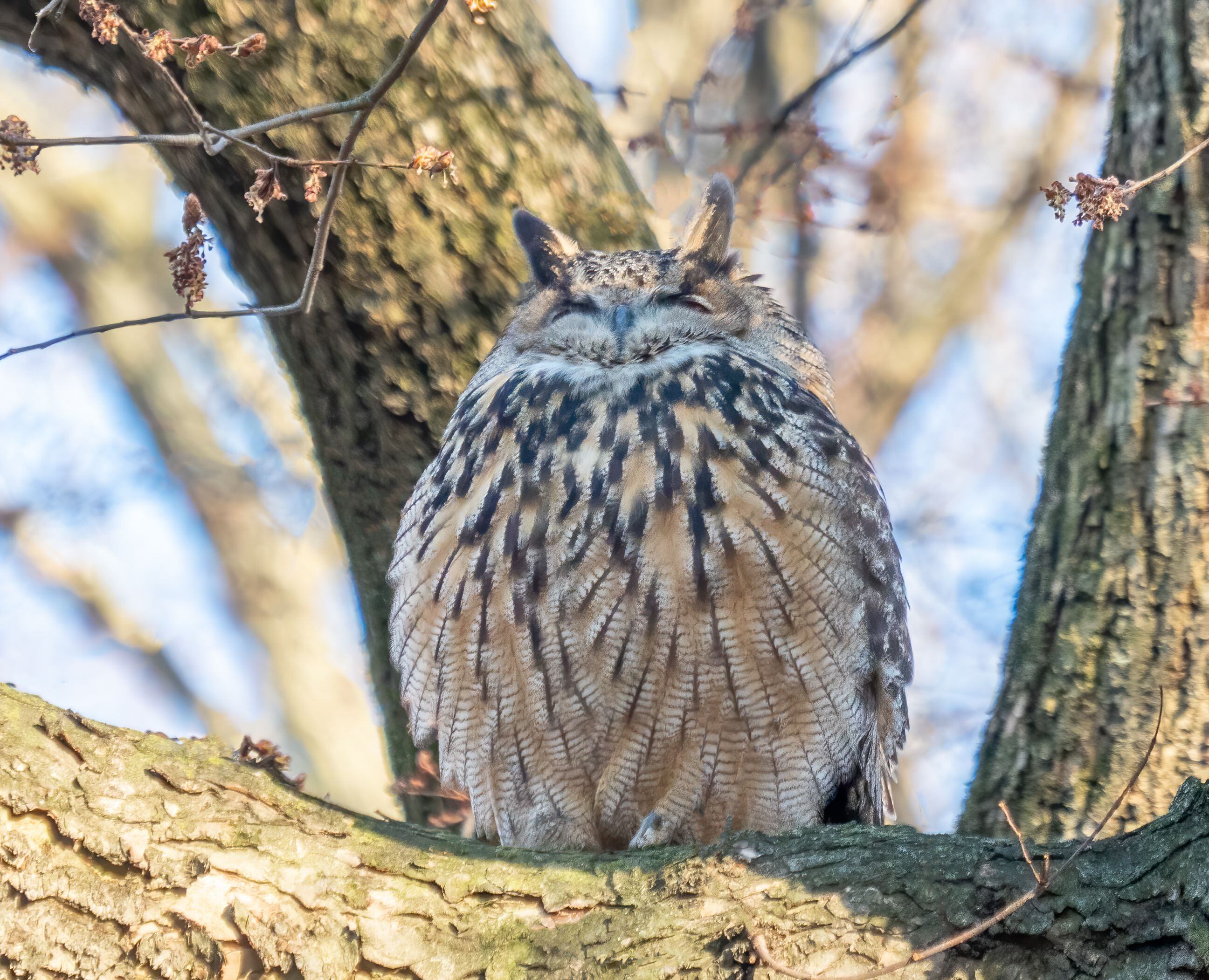 Tras varios intentos fallidos de captura, autoridades de Central Park le permitieron a Flaco vivir en libertad. (Wikicommons/Rhododendrites) Flaco, owl, búho, Nueva York, Central Park, aves, animales, mascotas