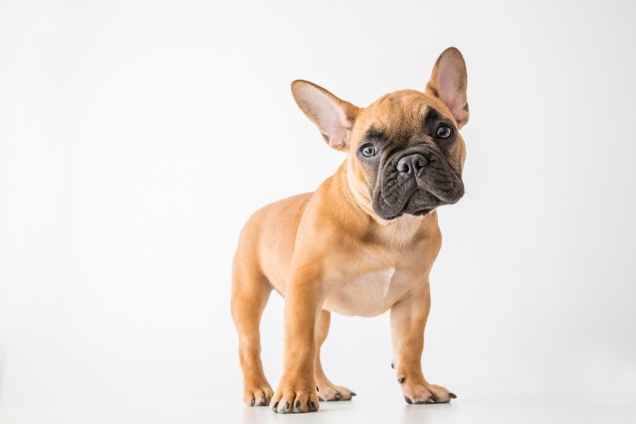 Un bulldog francés, uno de los perros con más riesgo de sufrir un golpe de calor (Getty Images).