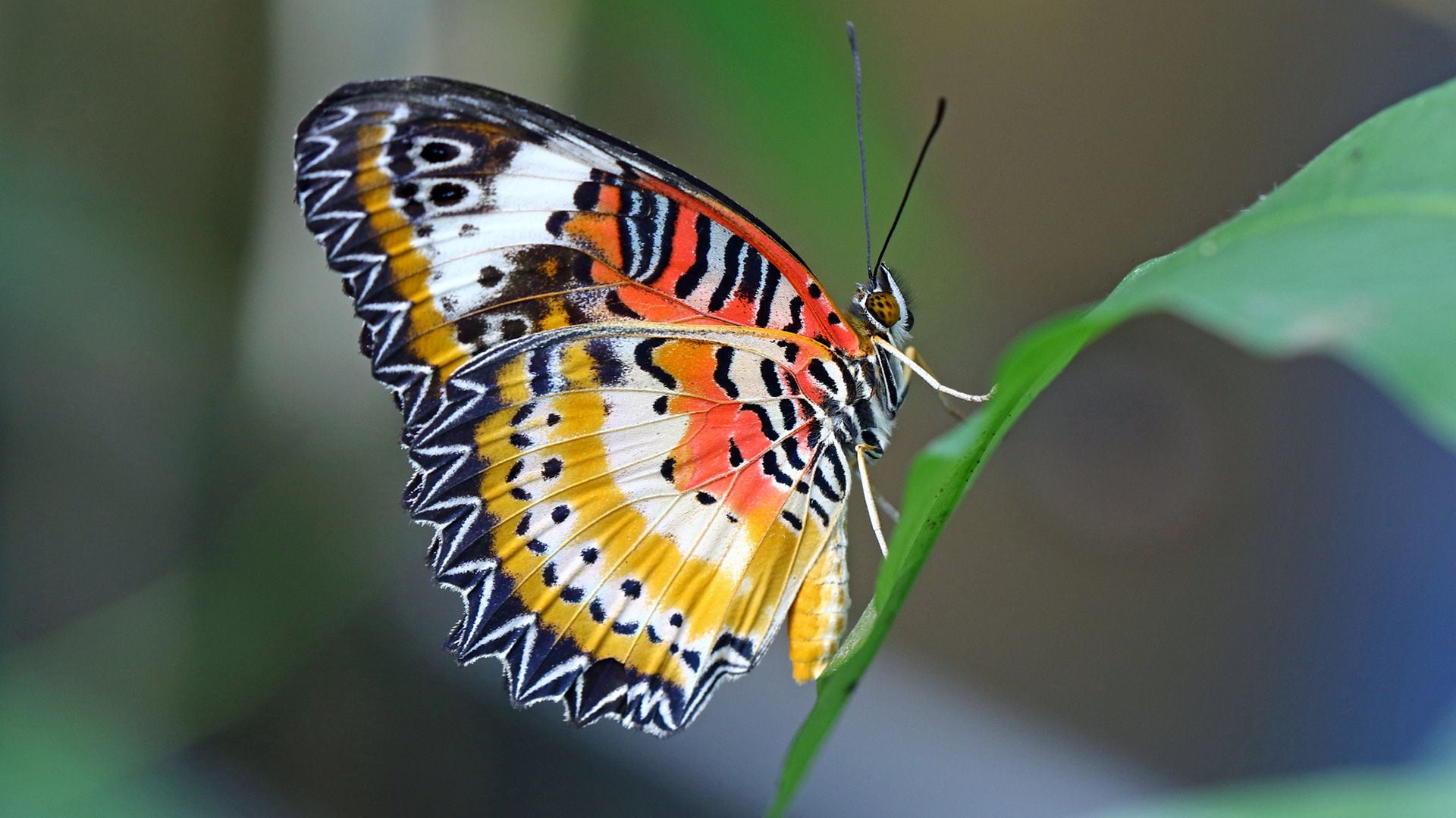 El cambio climático es una gran amenaza para las especies en todo el mundo, pero aún falta determinar si las especies tropicales o templadas son más vulnerables a los cambios de temperatura (Getty)