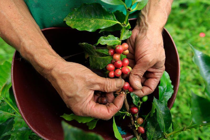 Colombia se posiciona como el tercer productor de café en el mundo - crédito José Miguel Gómez / REUTERS 