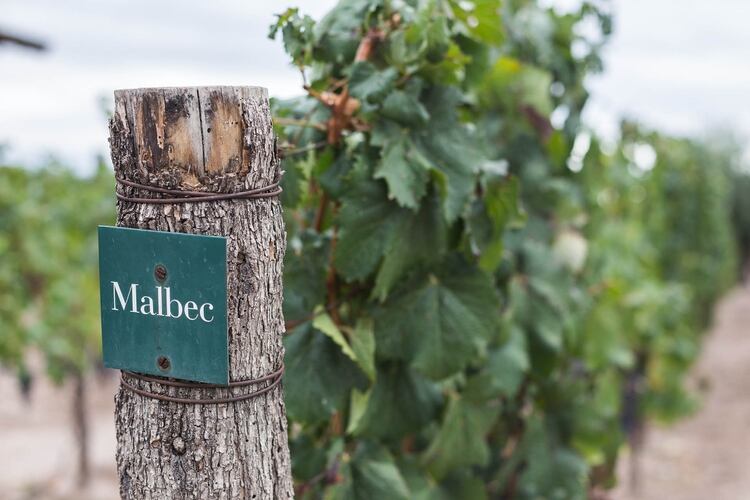 Visitar las más importantes bodegas de Mendoza, caminar por sus viñedos, conocer sus historias, filosofías y degustar sus vinos rodeados de paisajes únicos es una experiencia única en el mundo