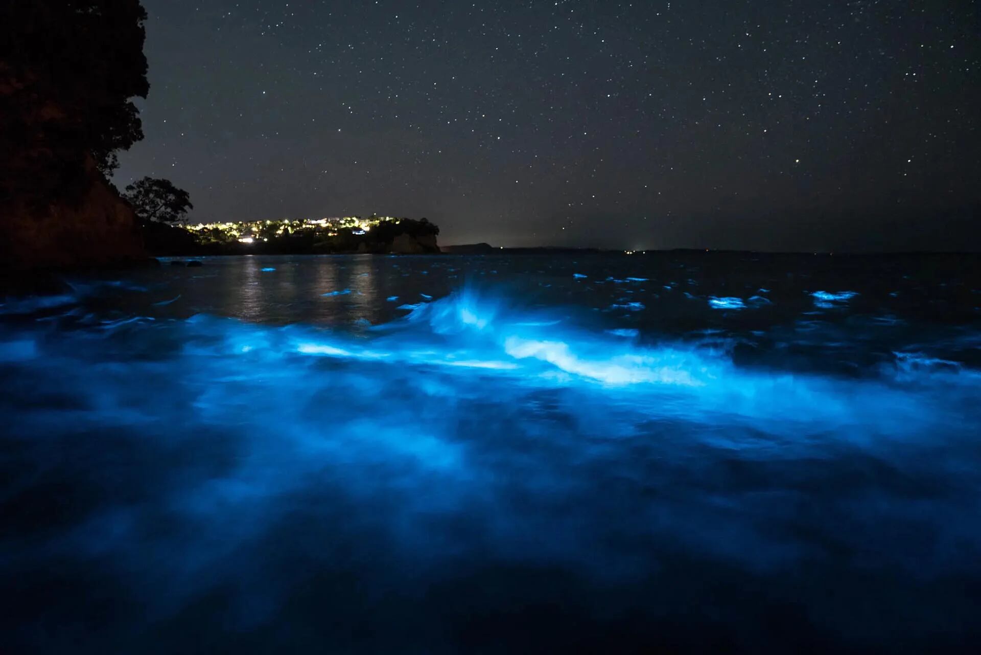 Ballenas bioluminiscentes en acción