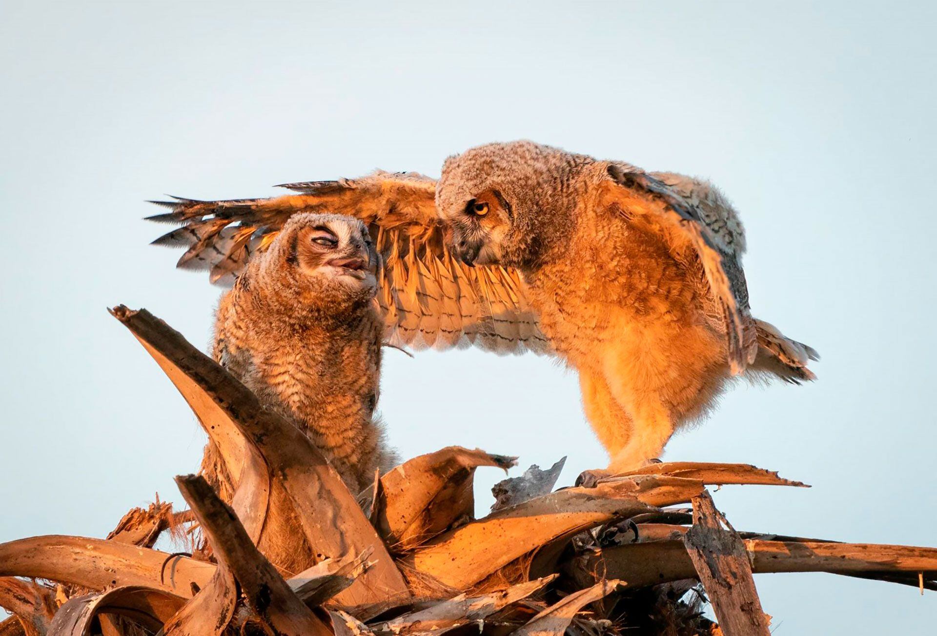 ¡Ve a tu habitación, hermanito! 
(Mark Schocken/Comedy Wildlife) 2023