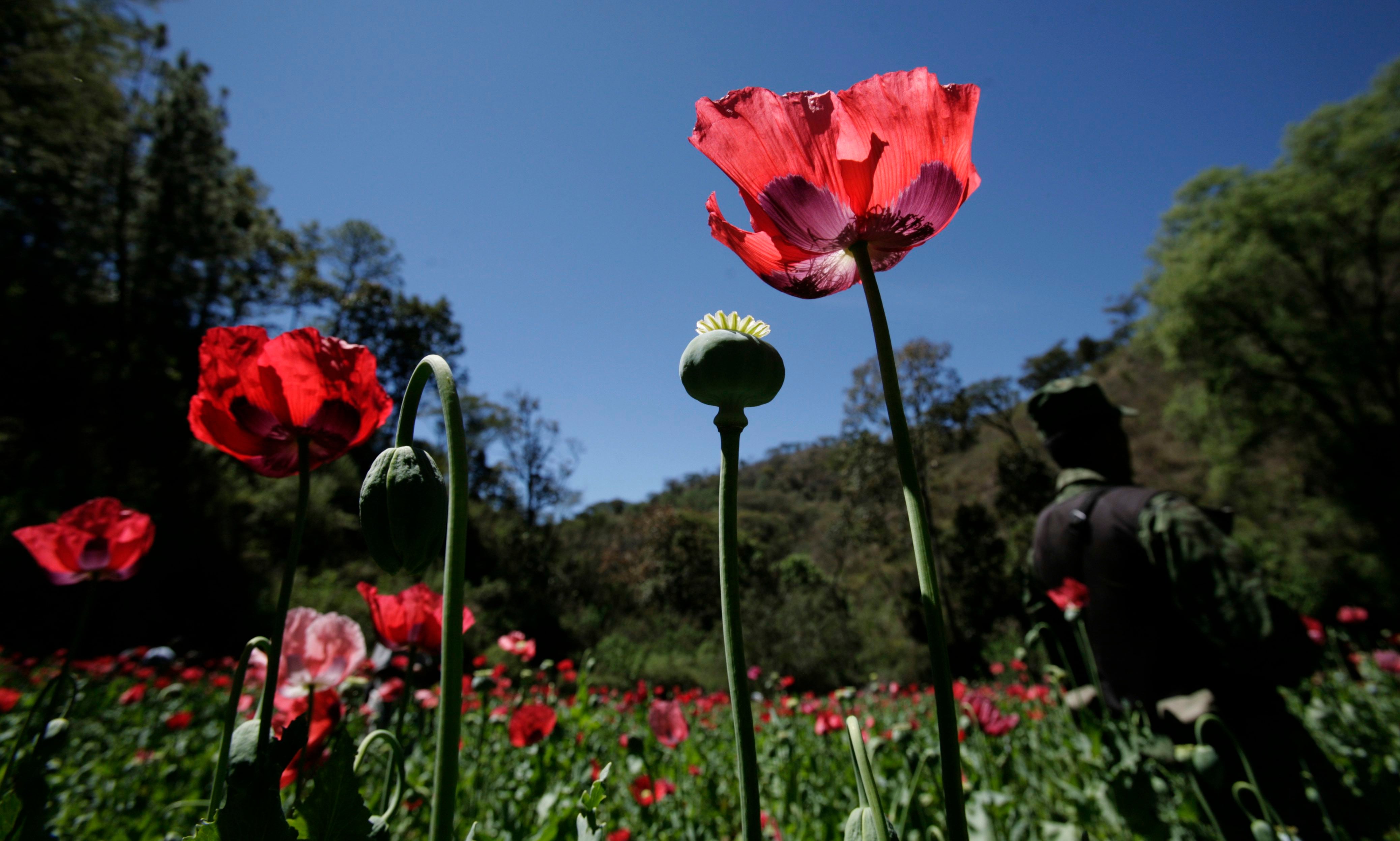 La droga conocida como "China White" es una combinación entre dos potentes opioides, uno sintético y otro natural (AP Foto/Carlos Jasso, Archivo)