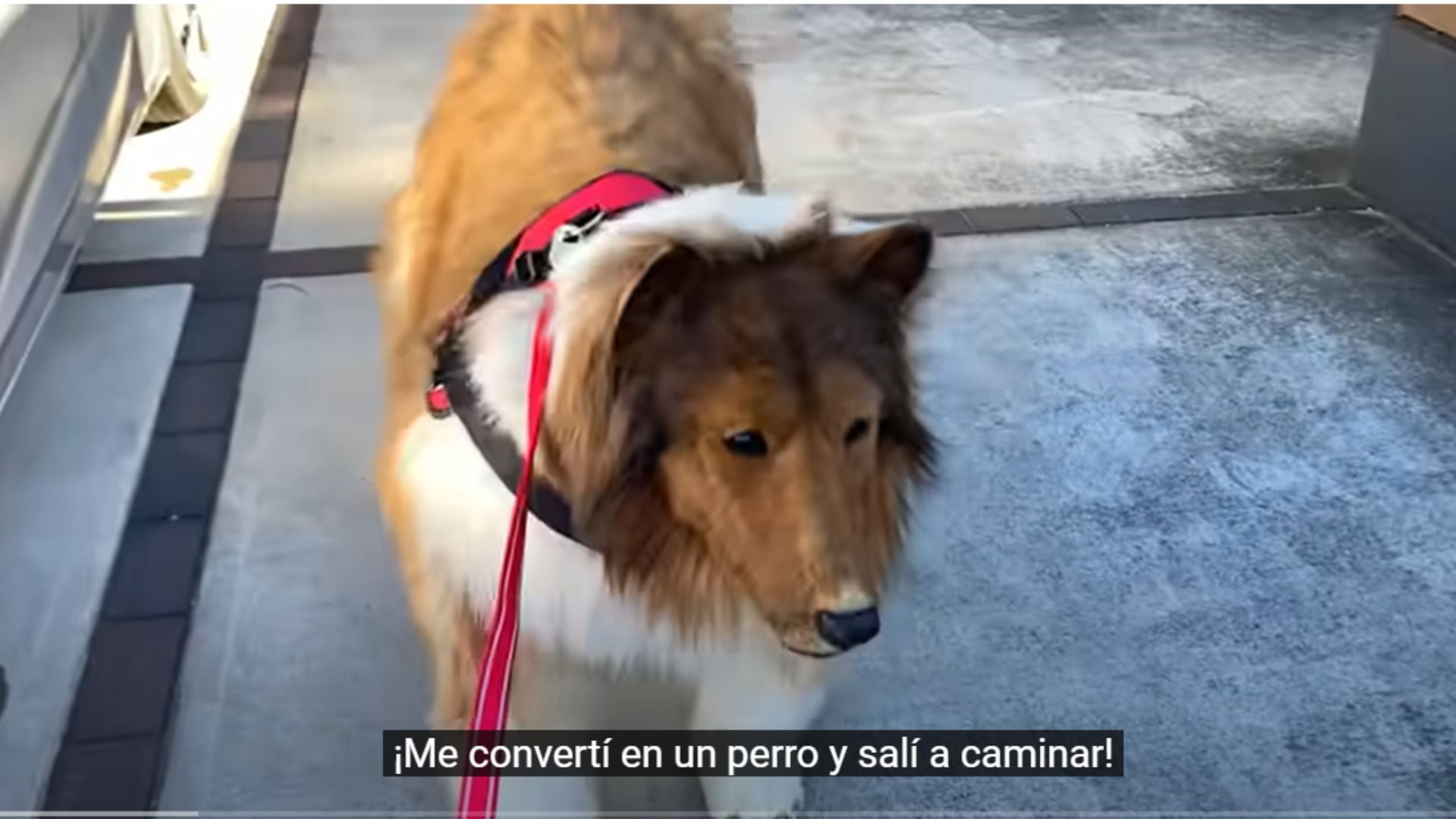 La extraña vida del hombre que gastó una fortuna para cumplir su sueño de convertirse en un perro (Captura video)