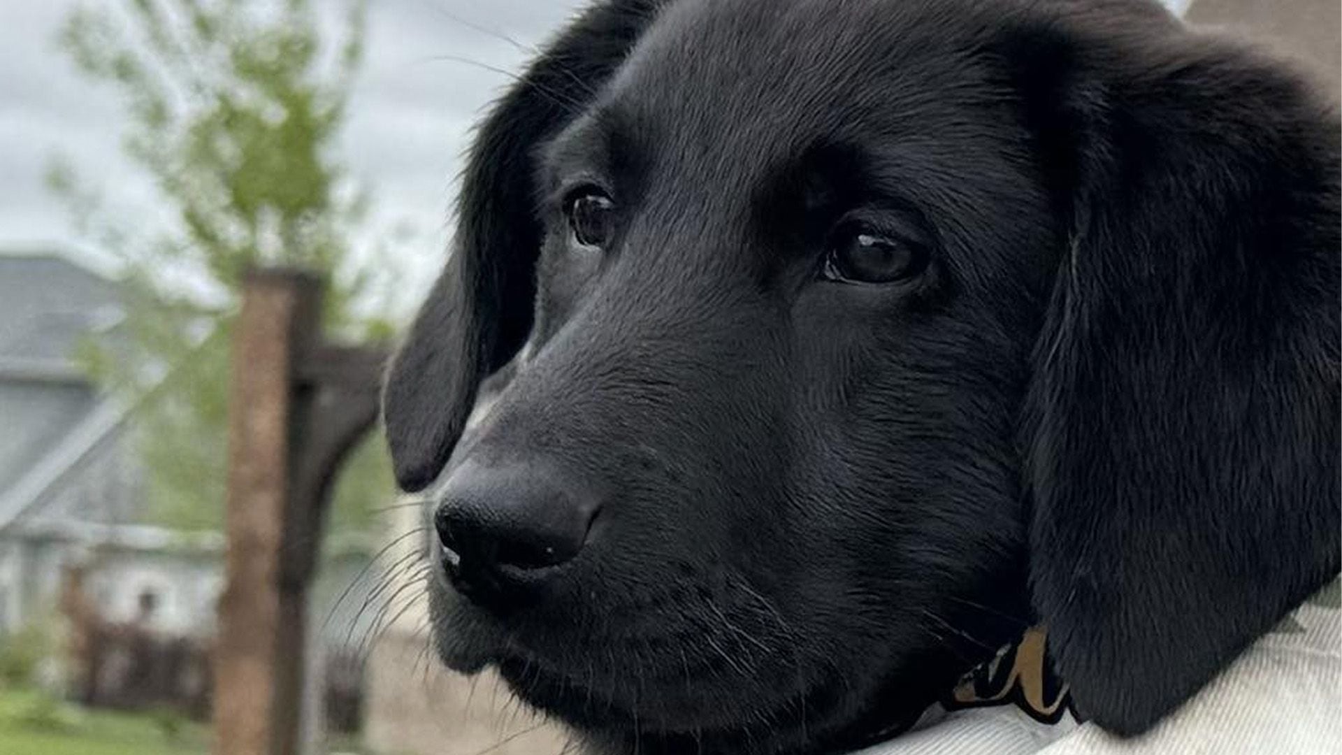 Scout recibe entrenamiento para ser el primer perro especializado en encontrar a otros caninos domésticos. (Facebook/The retrievers)