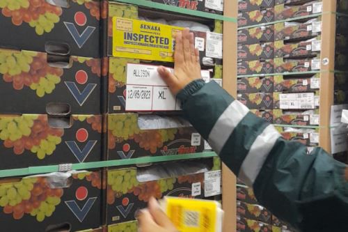 Mano de trabajador de Senasa certificando lote de uvas de mesa en cajas