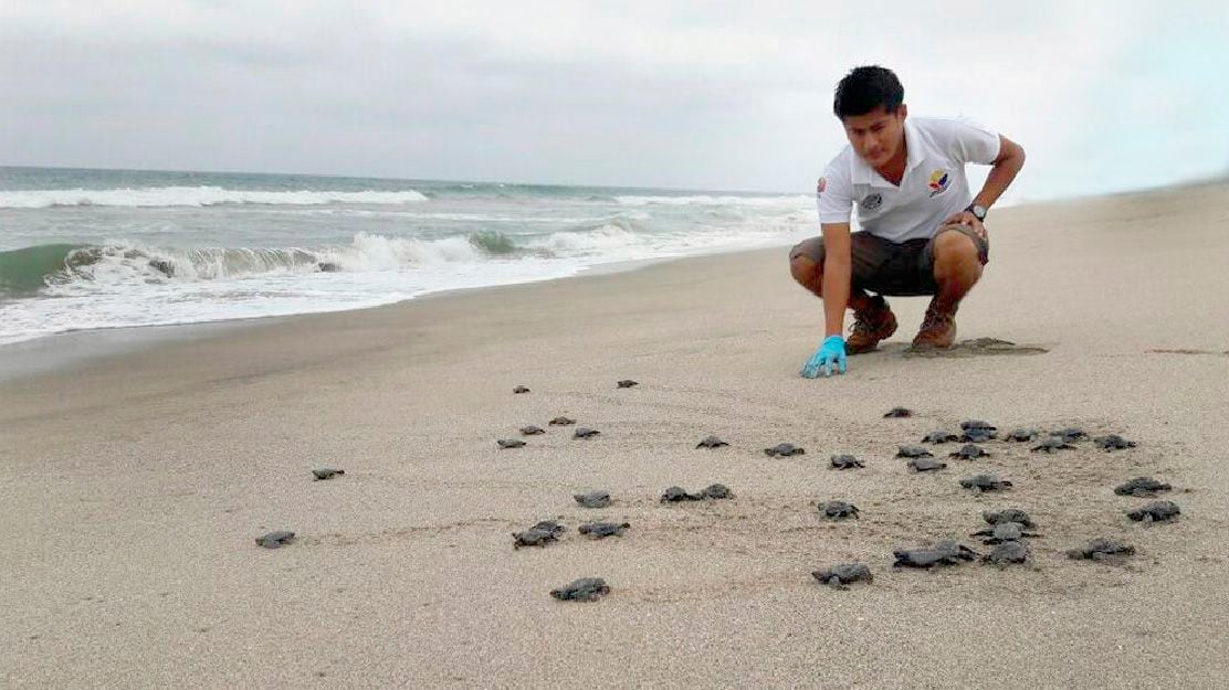 Entre 2020 y 2021, más de 9.200 tortugas de la especie golfina se incorporaron en la playa Las Palmas.