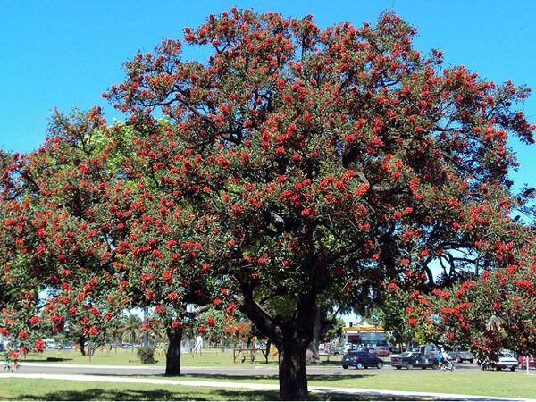 Por qué se eligió al ceibo como flor nacional: la leyenda del origen y sus  propiedades medicinales - Noticias de Bariloche