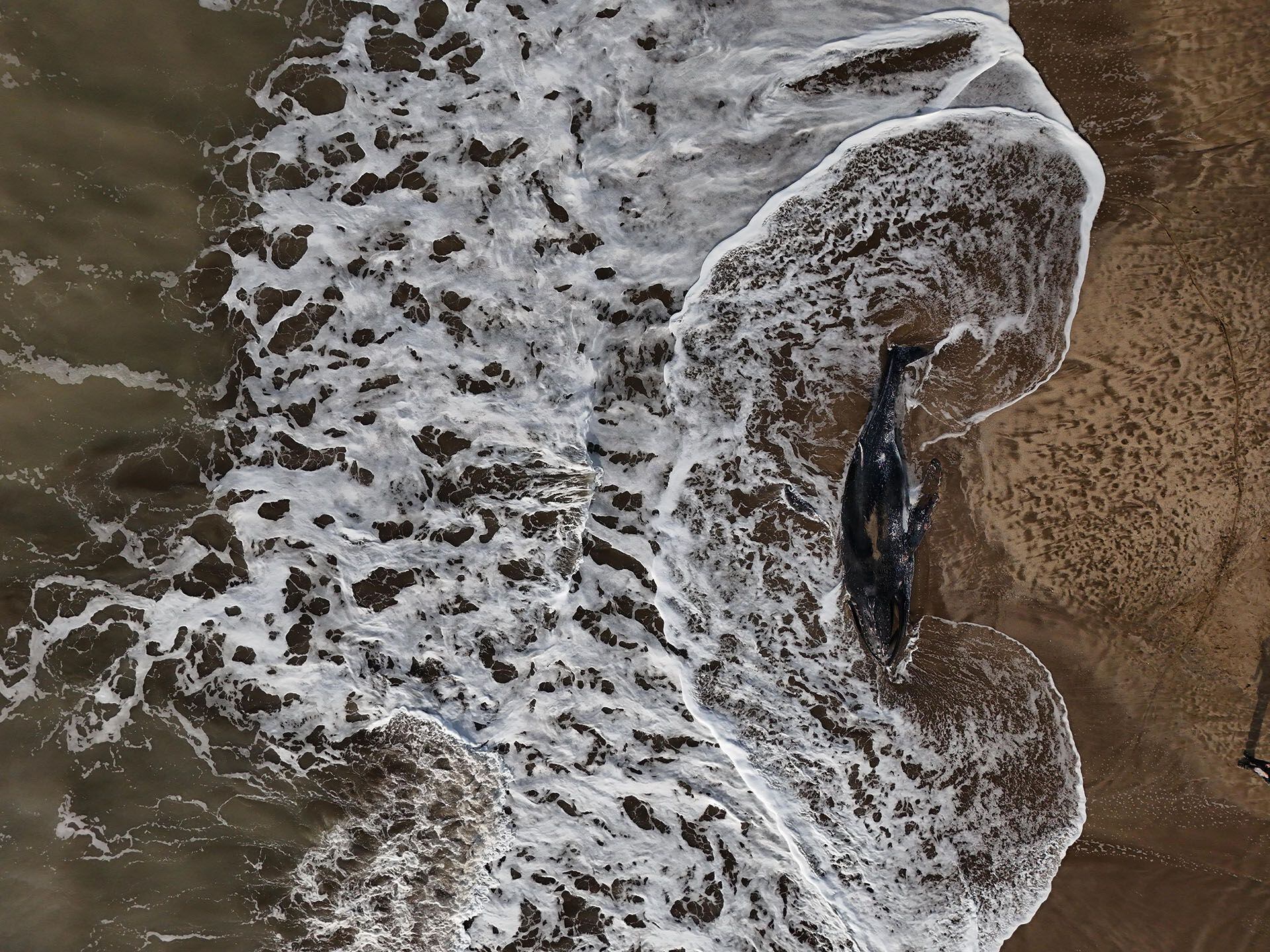 ballena jorobada joven Muerta en al costa de Pinamar