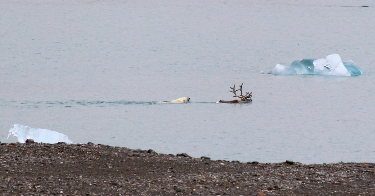 Fotos der unveröffentlichten Jagdszene ließen den Verdacht aufkommen, die Eisbären zu füttern