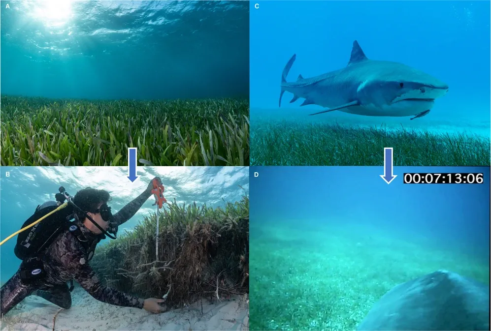 Densa pradera de Thalassia testudinum fotografiada en el sur del Gran Banco de las Bahamas mostrando la escarpa de erosión natural que expone la rizosfera de raíces de ~1 metro de espesor (ambas imágenes crédito: Cristina Mittermeier). C Tiburón tigre maduro nadando sobre Syringodium filiforme en el Pequeño Banco de las Bahamas (crédito de la imagen: Austin Gallagher). D POV de un tiburón tigre montado en una cámara nadando sobre una zona densa de Thalassia testudinum en el norte del Banco de las Grandes Bahamas (crédito de la imagen: Tiger Shark from study).