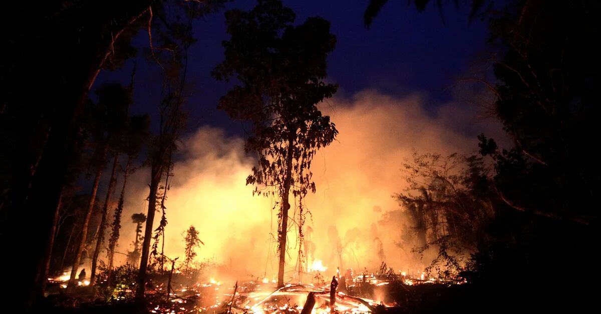 Incendios en el Amazonas: impresionantes imágenes de la selva arrasada por  las llamas - Infobae