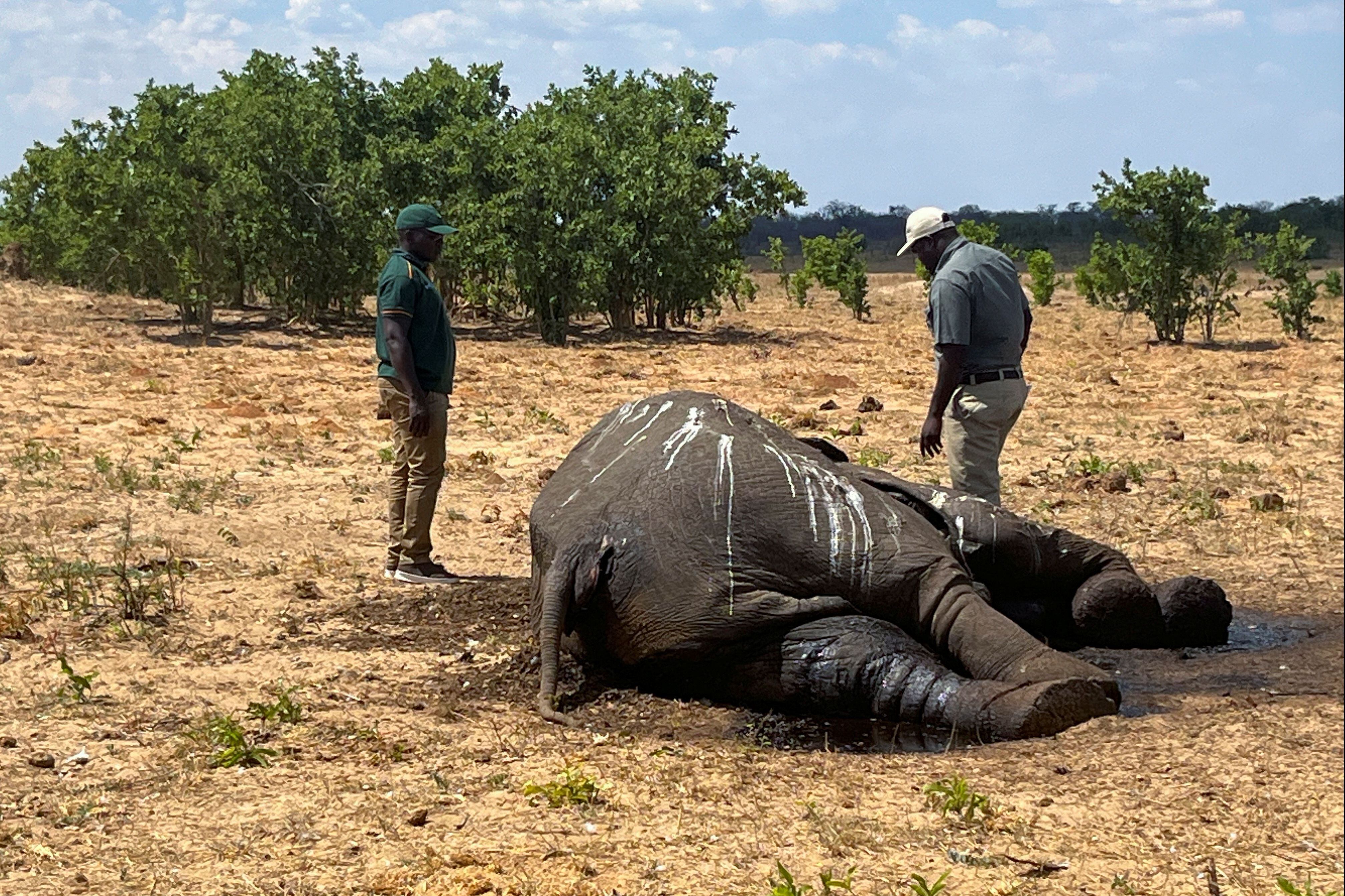 La falta de agua y alimento es un factor más que amenaza a la especie considerada como vulnerable por la UICN. (REUTERS/Nyasha Chigono)