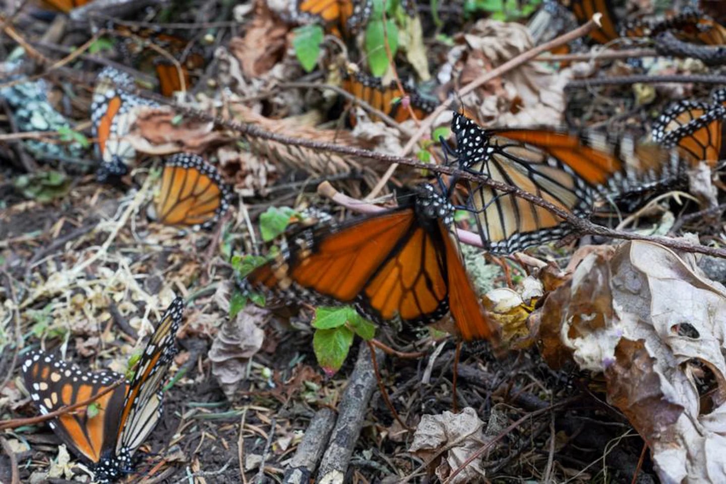 Бабочки-монархи в заповеднике Sierra Chincua