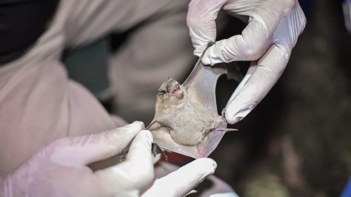 Murciélagos con rabia: el peligro de ataques a humanos, gatos y perros