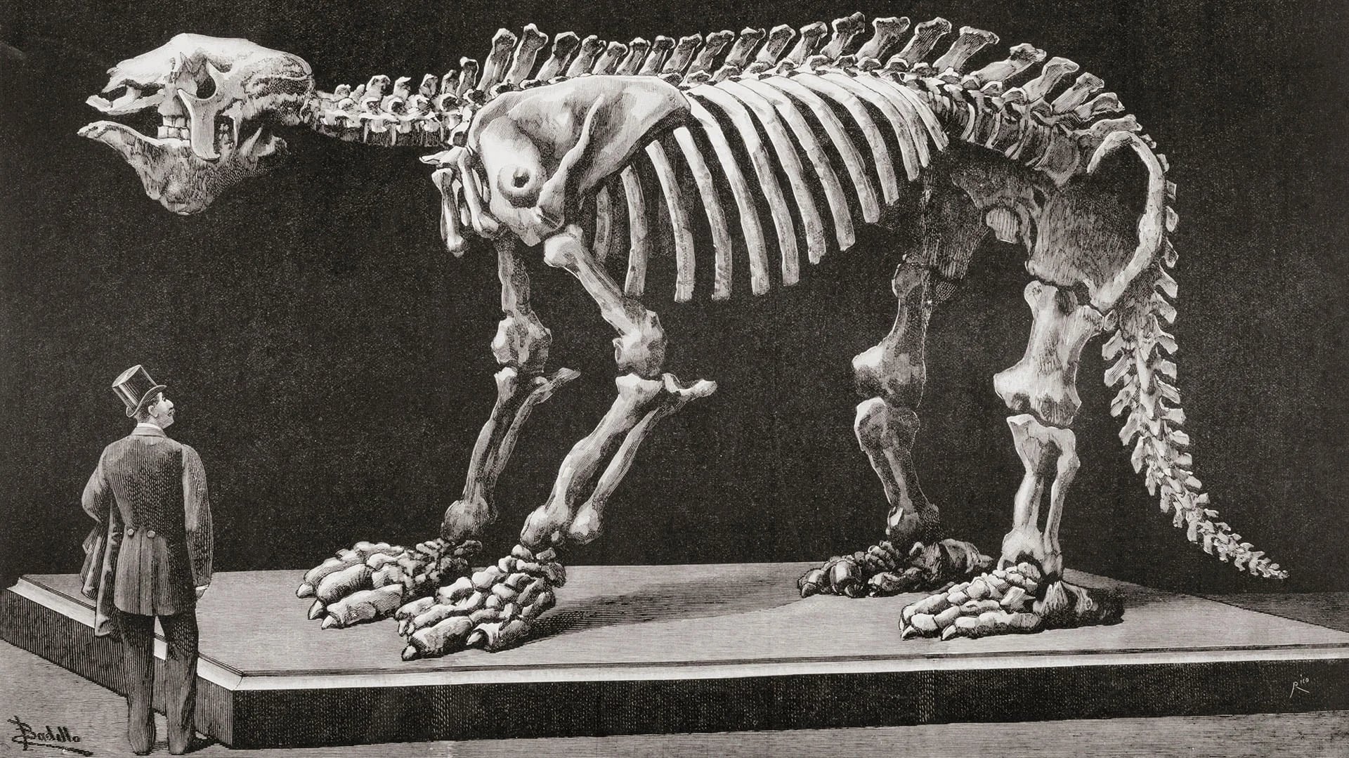 Los megaterios medían entre 3 y 4 metros  de largo y usualmente se desplazaban sobre sus cuatro patas, valiéndose de sus afiladas garras para cavar madrigueras.