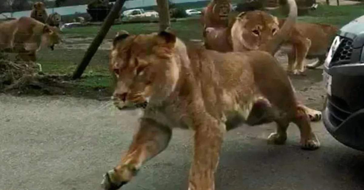 Top 31+ imagen porque los leones no atacan a los coches