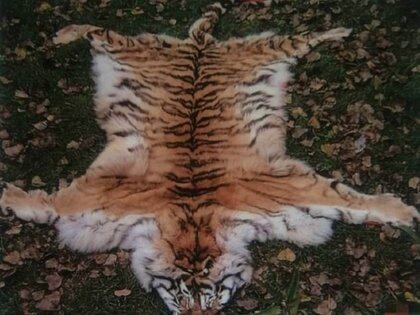 Acusaron A Un Refugio Para Animales En China De Vender Pieles De Tigres En Peligro De Extincion Y Hacer Vino Afrodisiaco Con Sus Huesos Infobae