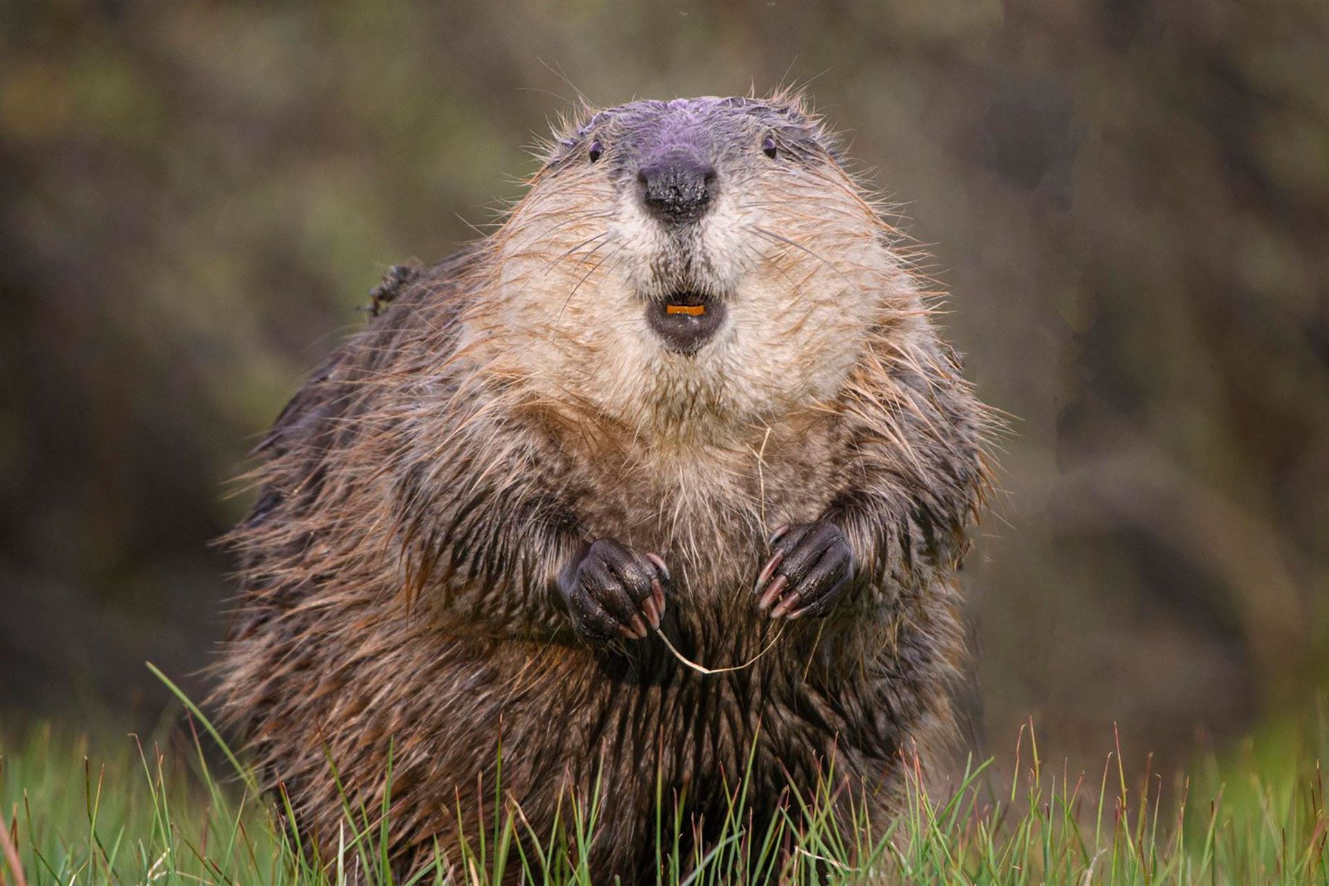 Un castor que le hace caso al odontólogo y emplea seda dental a la hora del cepillado. 
(Jorn Vangoidtsenhoven/Comedy Wildlife) 2023