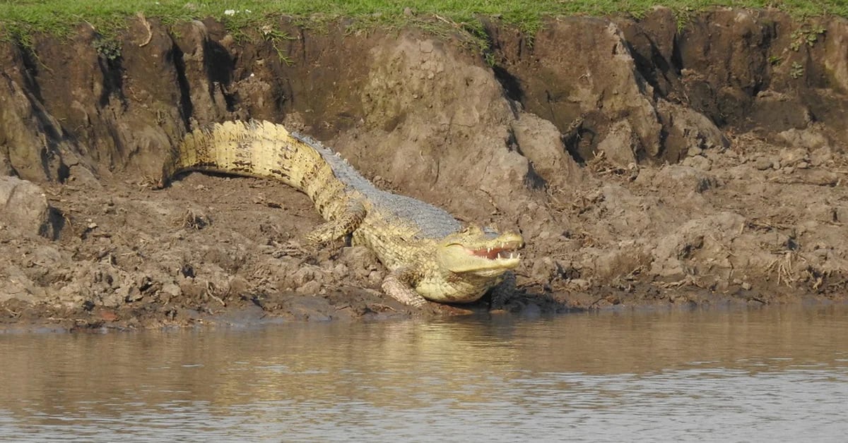 Llegaron cocodrilos del Orinoco a la Hacienda Nápoles - Infobae
