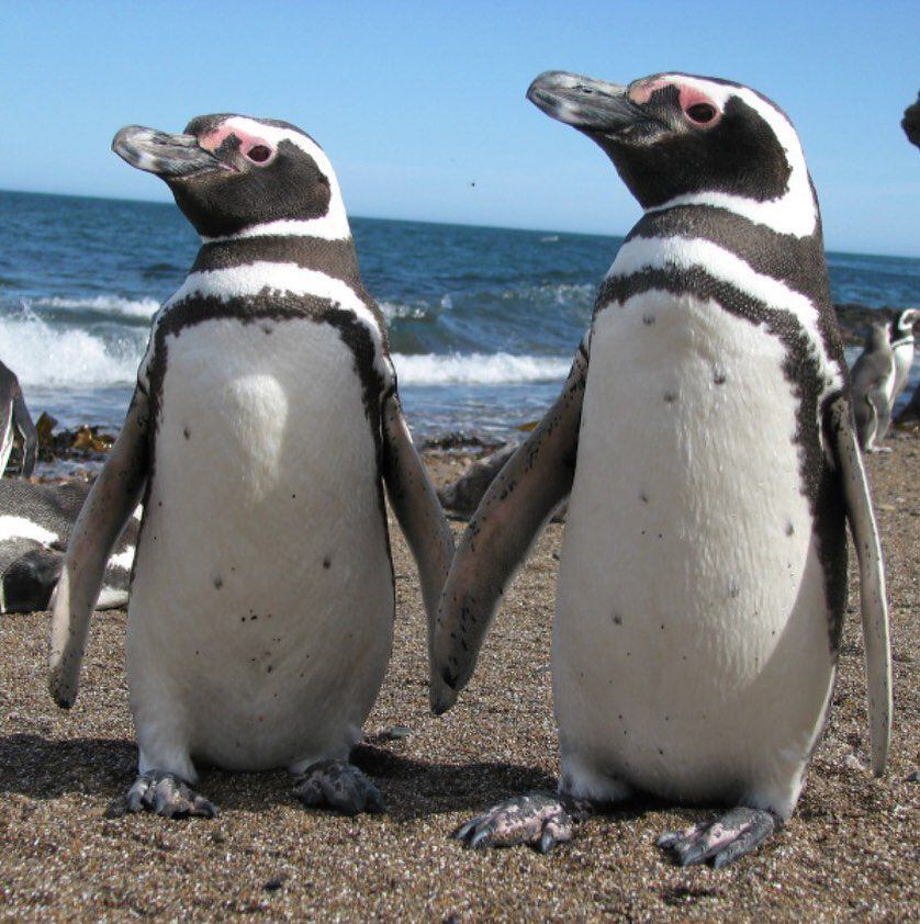 Global Penguin Society