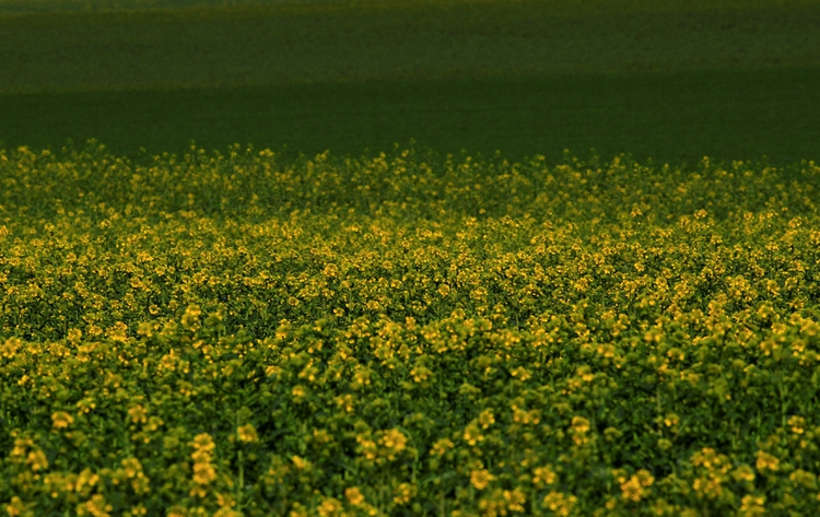 En lotes que estaban ocupados por girasol, por ejemplo, Andreoni ya tiene sembrados cultivos de cobertura multiespecie, que son mezclas de vicia, centeno, colza y trigo sarraceno (Gonzalo Fuentes)