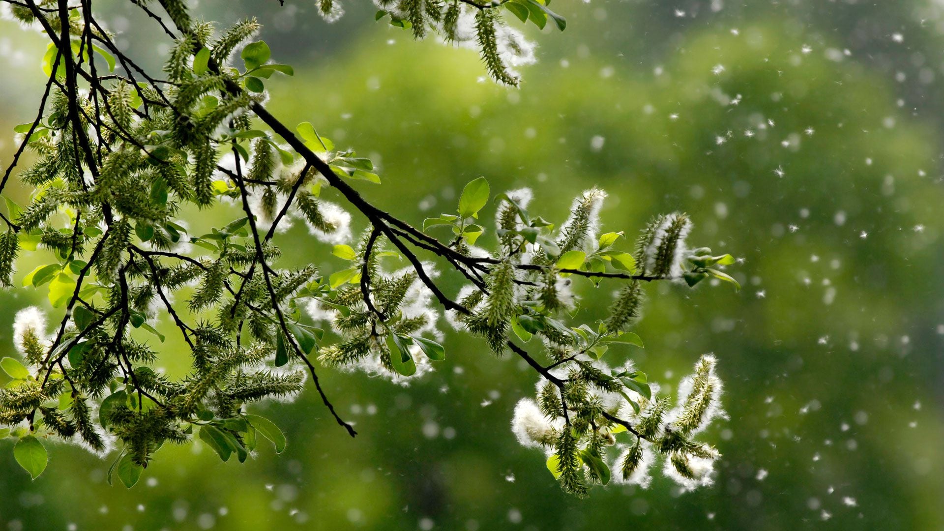 Las ráfagas de viento pueden llevar los pólenes de los árboles a largas distancias, aumentando los riesgos para alérgicos (iStock)