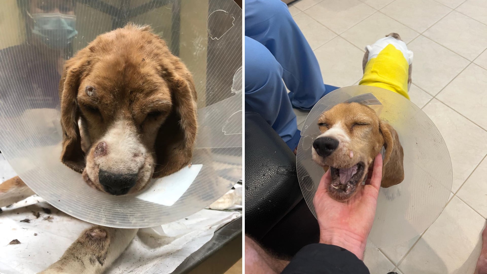 McMuffin antes y después de ser ingresada en el veterinario (Extraído de @NiallHarbison)