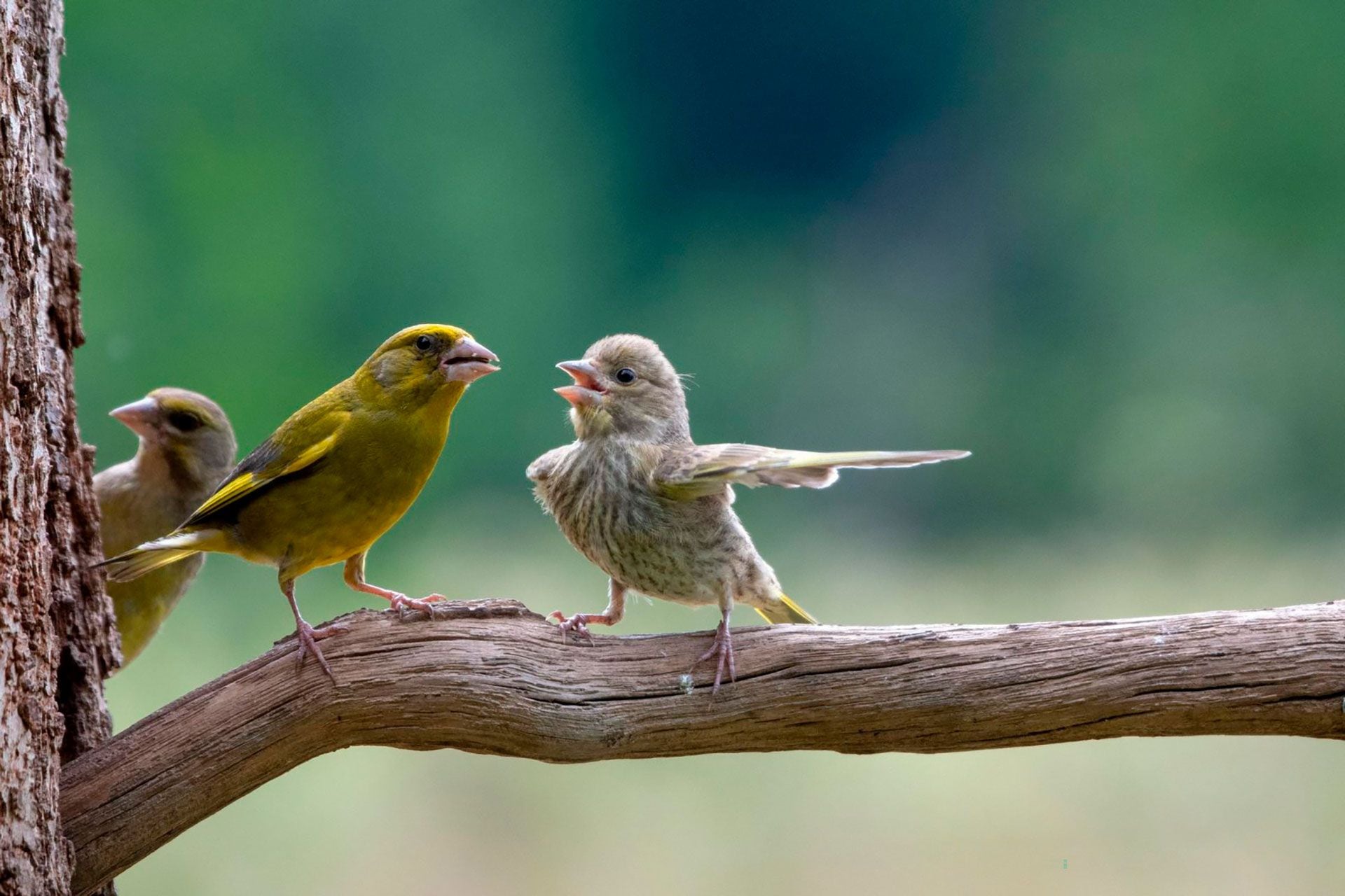 Dos tiernos pájaros en medio de una disputa. 
(Jacek Stankiewicz/Comedy Wildlife) 2023